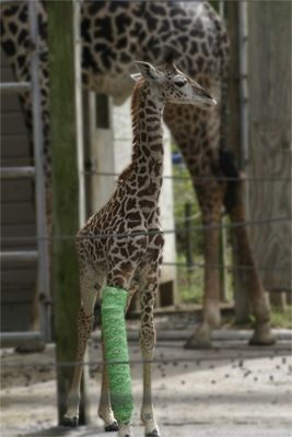 ưʪ�˥��֥�06