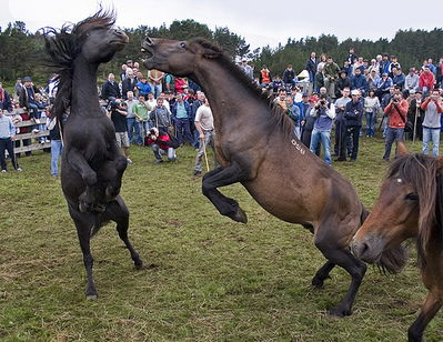 スペインの馬祭り02