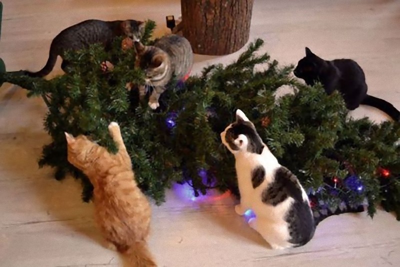 猫からクリスマスツリーを守るには これがベストだと思う 納得のアイデア らばq
