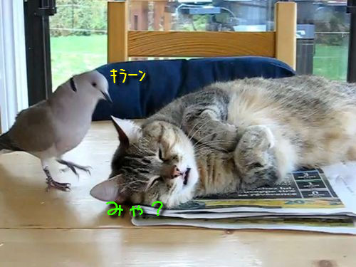 ǭ�ȥϥ�