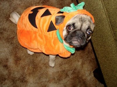 パグ・コスチューム00