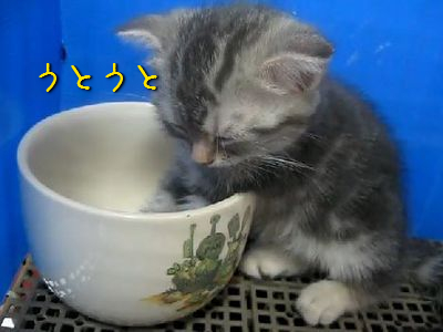 小さなコップの中で寝ようとする子猫