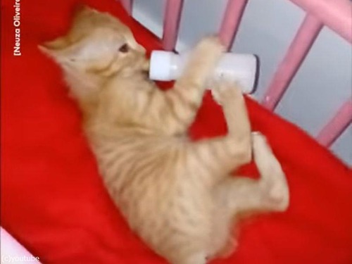 「待ち切れない！」ベビーベッドで哺乳瓶を飲む子猫（動画）
