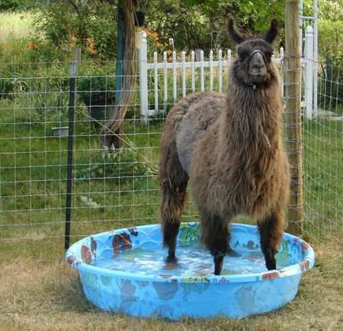 プールに動物11