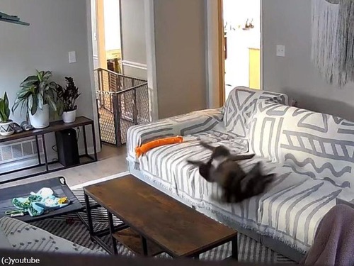 寝相の悪い犬がソファから転げ落ちて…何が起きたかわかってない（動画）