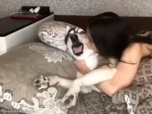 「犬ってこんな表情できるんだ…」美女から熱烈キスをされるたびにリアクションが激しいハスキー