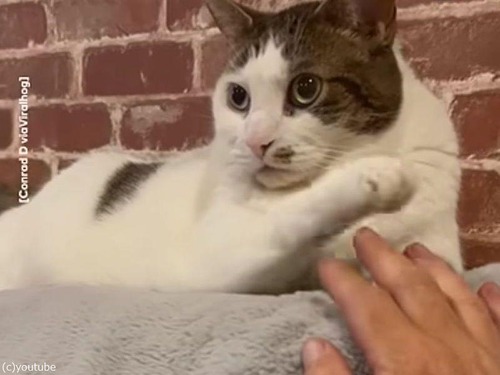 猫と飼い主が「手を上に乗せたほうが勝ち」ゲームをする（動画）