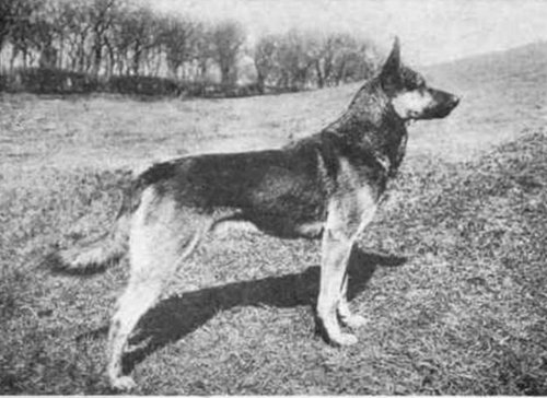 犬種は100年でこう変わった07