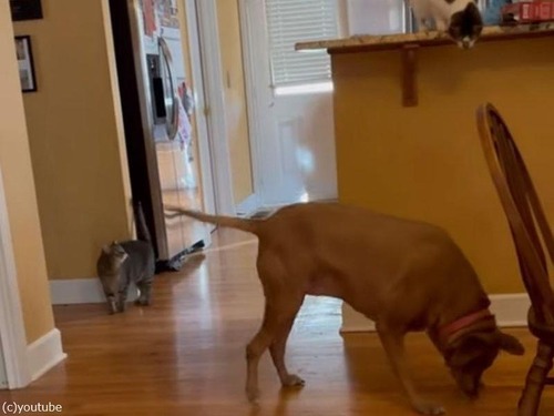 猫が犬を支配する…おやつを落としてコントロール（動画）