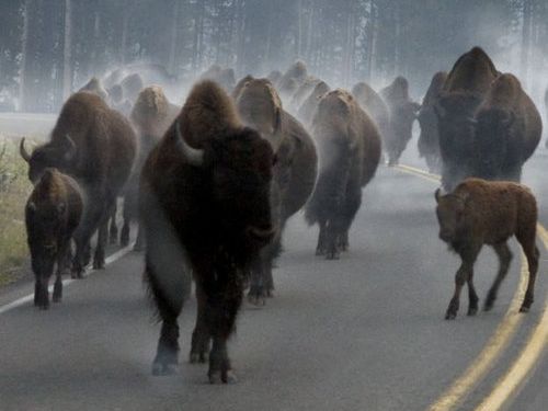 イエローストーン国立公園のラッシュアワー02