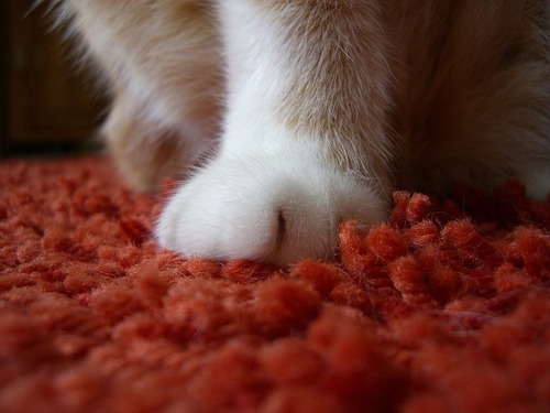 猫のマッサージ