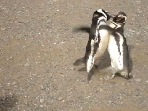 ペンギン・ファイト01