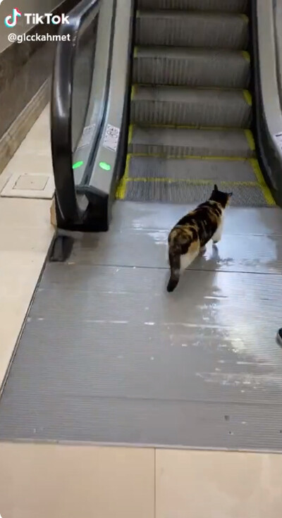 ǭ���������졼�������ꤳ�ʤ�01