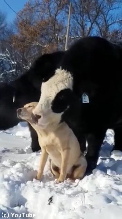 ワンコのことが大好きな牛03