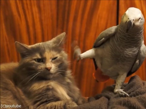 インコが猫にイタズラ01