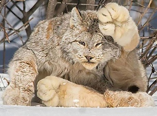 リアルなビッグフット02