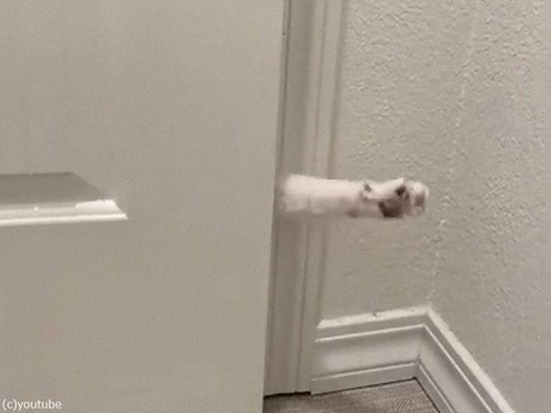 ドラマチックなスタイルで部屋に入ってくる猫