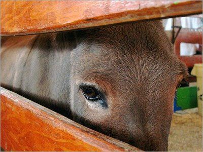 悲しい顔した動物たち06
