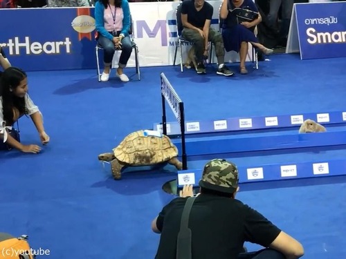 ウサギとカメの話は本当だった05