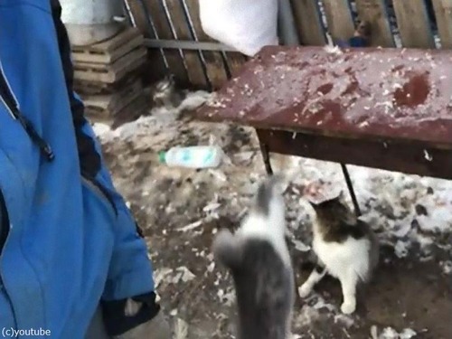 �����礵��θ���ķ�Ӿ�����Ȥ���ǭ04