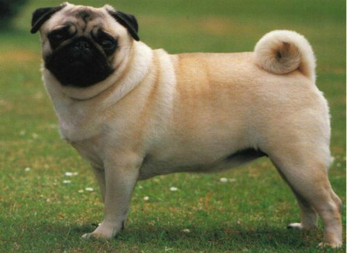 犬種は100年でこう変わった10