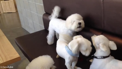 ケンカを始めた犬2匹と仲裁する1匹06