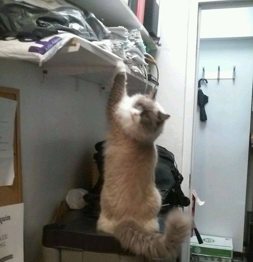 ホテルに勤続7年の猫が引退05