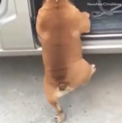 段差に「登れない…」なワンコ03