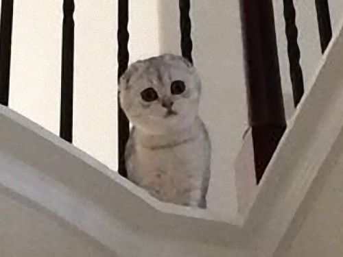 うちの中にフクロウが入ってきたのかと思った03