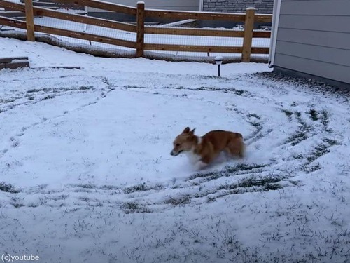 初めての雪に興奮したコーギー犬