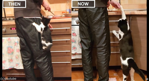 猫の3か月と3歳を比較01