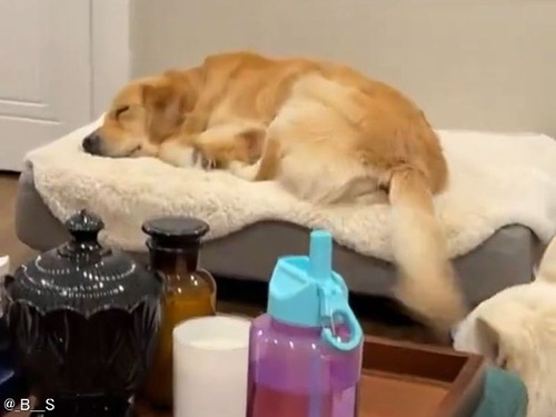 「犬が最高に幸せな夢を見ていることがわかるとき…」