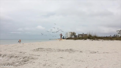 カモメの群れに追いかけられる女の子01