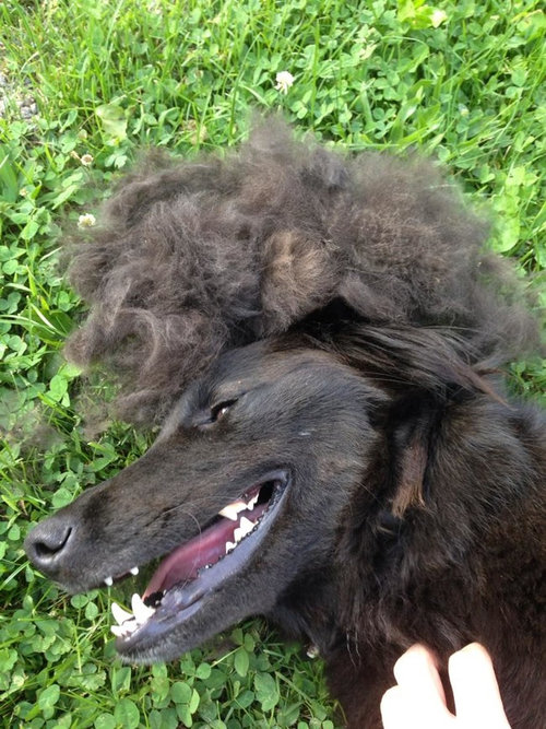 犬の毛変わり10