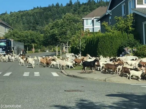 �����Ϥǥ䥮����æ�������00