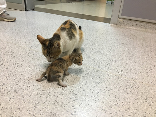 �µ��λ�ǭ��ޥ�ǭ���±���Ϣ��Ƥ���01