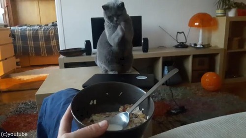 おねだり猫05