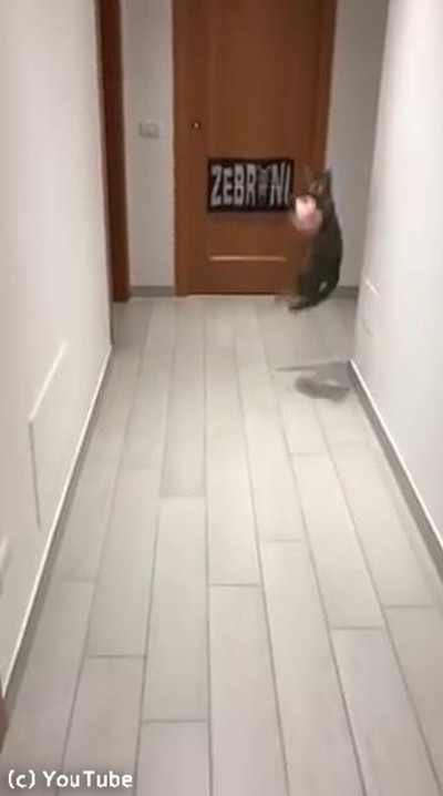 ゴールキーパー猫02