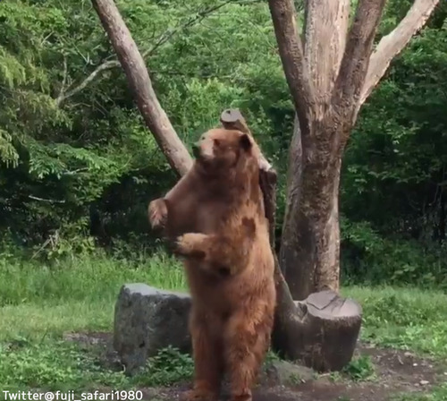ダンスするクマがかわいい02