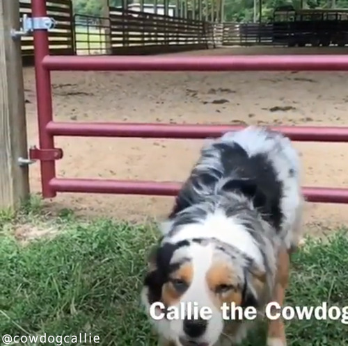 柵の飛び越え方がカッコよすぎる犬05