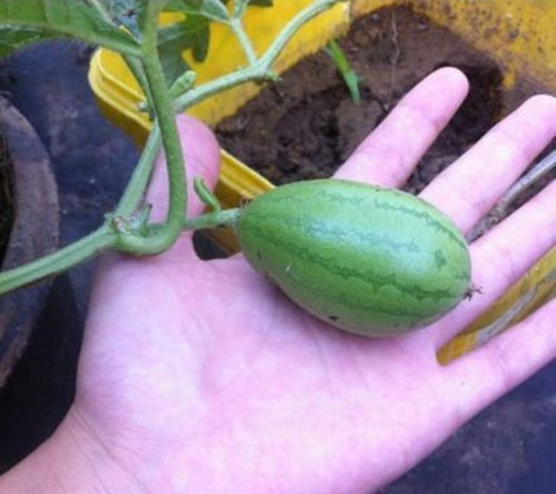 この実、どうなる？02