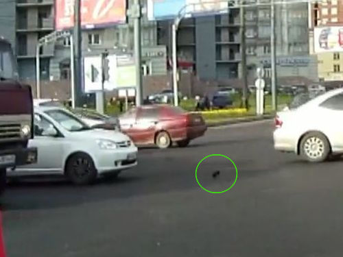 道路で危機一髪の子猫01