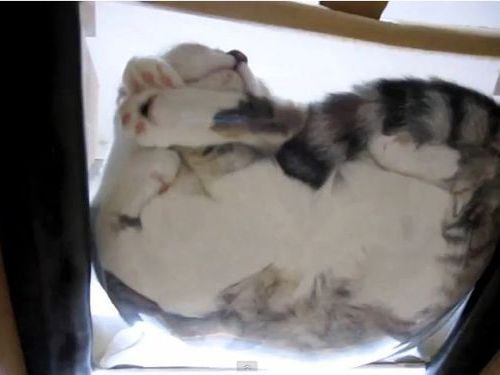 猫を下から見る透明ベッド