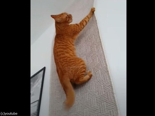 目にも止まらぬ速さ…ニンジャ訓練中の猫（動画）