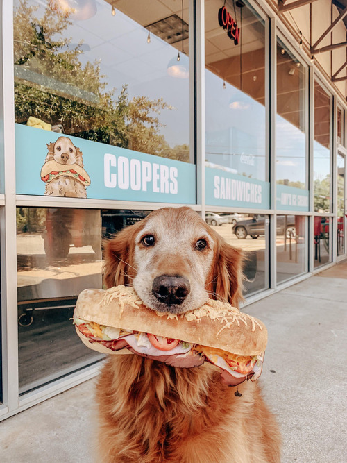 サンドイッチを盗んで食べた犬が5年後にサンドイッチ店01