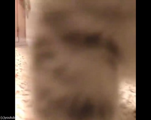 �����ˤ����뤪�����Ť���ǭ05