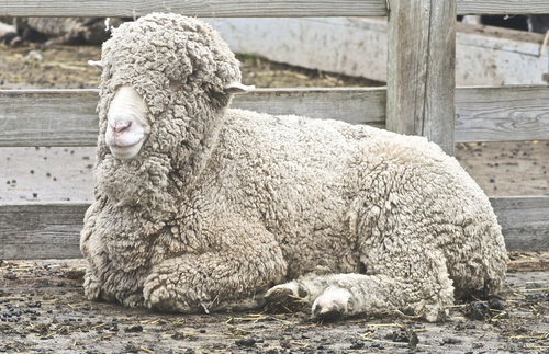 �ӻ�ˤʤ�ưʪ08