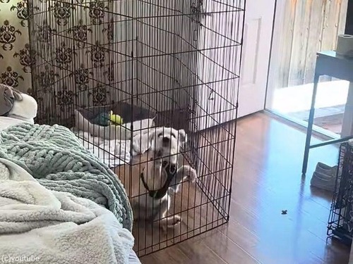 自由を求めた子犬が…自分より何倍も高い柵を乗り越える（動画）
