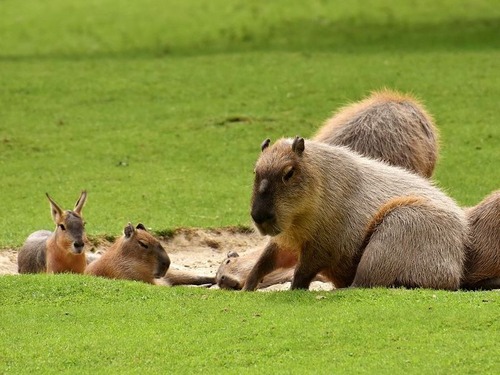 他の動物と仲良くするカピバラ
