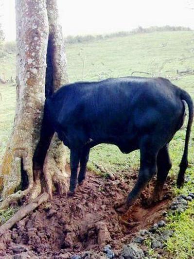 突っ込んでる動物14
